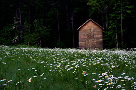 October_09/wildflowers05.jpg